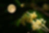 August Flower Osmanthus Blossom and the Moon