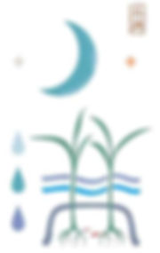 Grain Buds of Chinese Solar Terms, Xiao Man.