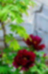 Peony Flowers in Forbidden City