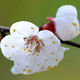 February Flower Apricot Blossom