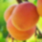 Apricot Yellow — Xing Huang (杏黄)