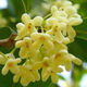 August Flower Osmanthus Blossom