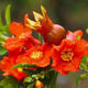 May Flower Pomegranate