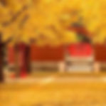 Autumn Fragrance — Qiu Xiang (秋香)