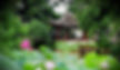 Lotus Surrounding Furong Xie (Lotus Pavillon) of Humble Administrator’s Garden, Photo from Official Site of Zhuozheng Garden.