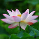 June Flower Lotus