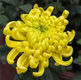 September Flower Chrysanthemum