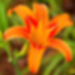 Daylily Yellow — Xuan Cao Huang (萱草黄)