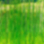 Scallion Green — Cong Lv (葱绿)