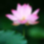 Lotus Pink — Ou He Se (藕荷色)