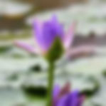 Cyan Lotus — Qing Lian (青莲)