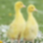 Gosling Yellow — E Huang (鹅黄)