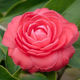 November Flower Camellia