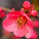 January Flower Plum Blossom
