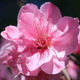 March Flower Peach Blossom