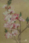 Apricot Blossoms Painted by Artist Yun Shouping (1633 — 1690)